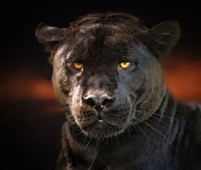 Черная Panther — стоковые фотографии и другие картинки Чёрная пантера - Чёрная  пантера, Крупный план, 2015 - iStock