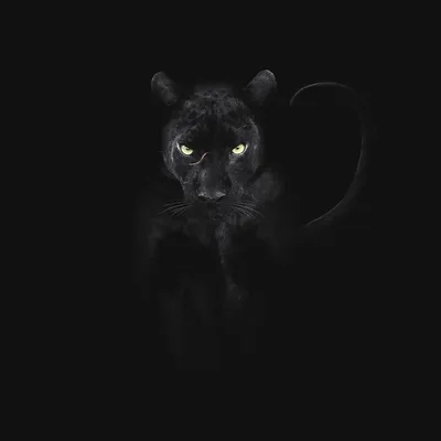 Черная пантера 70х60 мм. Клеевая нашивка ⋆ Магазин нашивок