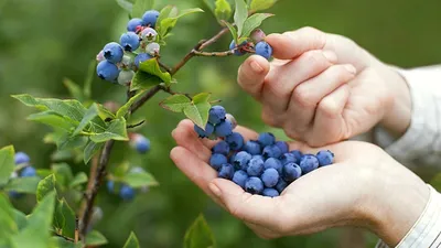 Черника Stoneridge Orchards Blueberries 113гр (4 унций) - купить сушеную  чернику в Москве и России: цена, описание, польза | CASAkofe.ru