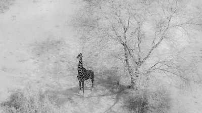 Черно-белые жирафы, олени и носороги. Лучшие монохромные фото животных |  РБК Life