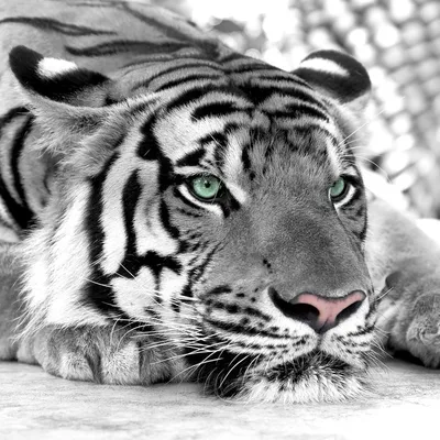 3D Фотообои «Тигр черно-белые» - купить в Москве, цена в Интернет-магазине  Обои 3D