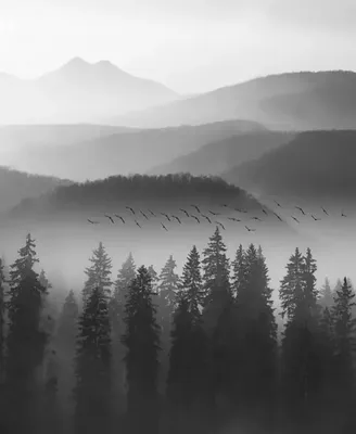 Фотообои Черно белый пейзаж с деревьями артикул Fo-194 купить в Брянске |  интернет-магазин ArtFresco