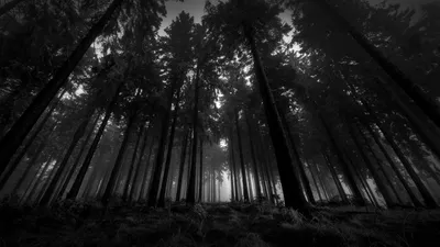 Скачать 1920x1080 лес, черно-белые, снизу, деревья, мрачные, кроны, туман,  молчание обои, картинки full hd, hdtv, fhd, 1080p