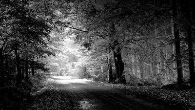 Скачать 1920x1080 дорога, осень, черно-белые, деревья, лужа обои, картинки  full hd, hdtv, fhd, 1080p