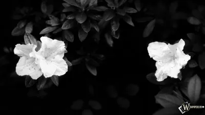 Обои Черно-белый закат, картинки - Обои для рабочего стола Черно-белый  закат фото из альбома: (природа)
