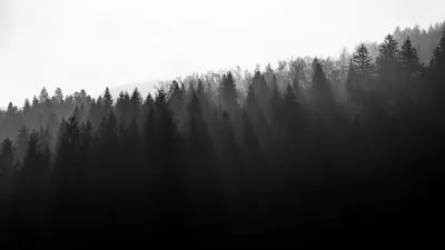 Скачать 1920x1080 лес, деревья, свет, черно-белый обои, картинки full hd,  hdtv, fhd, 1080p