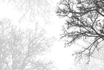 Купить фотообои Лес и деревья «Черно-белые деревья» | PINEGIN