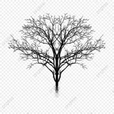 Дерево Черно-белый рисунок дуба, Черные деревья с, лист, текст, филиал png  | Klipartz