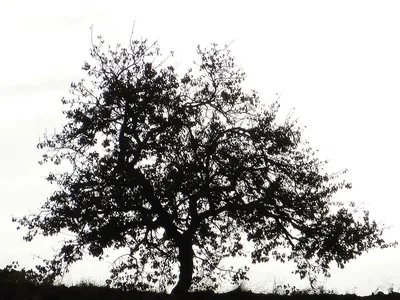 Фотообои Черно-белые деревья купить на Стену — Цены и 3D Фото интерьеров в  Каталоге интернет магазина allstick.ru