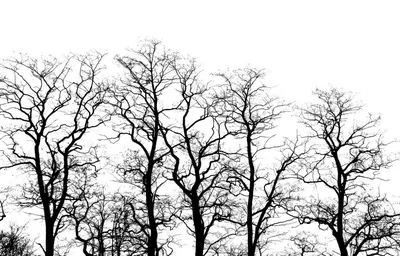 Черно-белое дерево. Вектор Векторное изображение ©passengerz 155303570