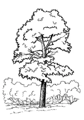 Векторная иллюстрация, декоративное дерево жизни, черно-белая фотообои •  фотообои дерево, корень, филиал | myloview.ru