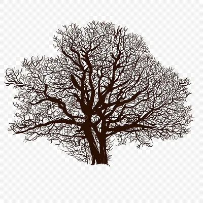 иллюстрация белых деревьев, Дерево Зима Черно-белое, Снежные деревья,  шаблон, белый, нарисованный png | PNGWing