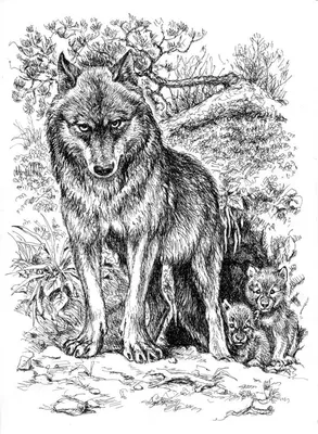 Михаил - Ни шагу дальше. | Wolf drawing, Wolf painting, Animal drawings