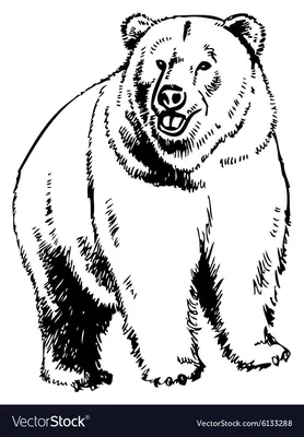 Медведь черно белый рисунок - 56 фото