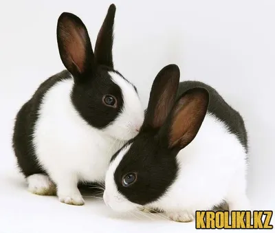 Черно-белый кролик – Датский — OO \"Добровольное общество кролиководов\"