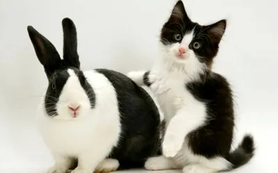 Кролики группы милые черно-белые с пятнами Стоковое Изображение -  изображение насчитывающей ангстрома, немного: 116114257