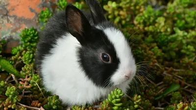 Белый Кролик — Википедия