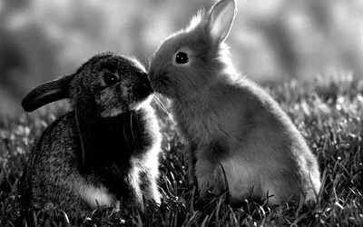 Коллекция милых мультяшных кроликов. черно-белые векторные иллюстрации для  раскраски. контурный рисунок. | Премиум векторы