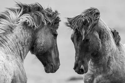 Фотообои «Дикие лошади чёрно-белое фото»