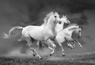 Черно-белые кони (Вера Ника) / Проза.ру