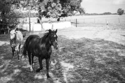 черно белое изображение лошади на темном фоне, лошадь черно белая картинка,  лошадь, черный фон картинки и Фото для бесплатной загрузки