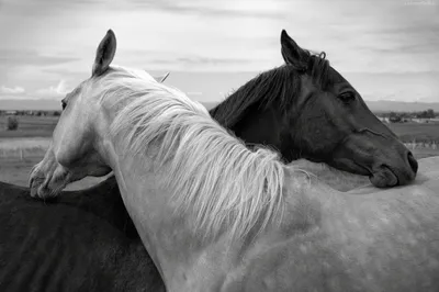 Скачать обои чёрно-белое, лошади, кони, дружба, black and white разрешение  3000x1992 #117176