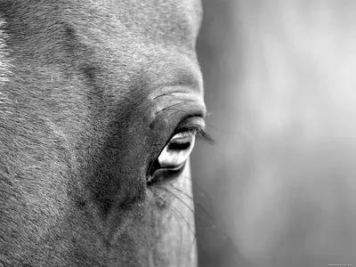 Паремо Фигурка игрушка серии \"Мир лошадей\" : Лошадь черно-белая (Основная)  купить в Ставрополе