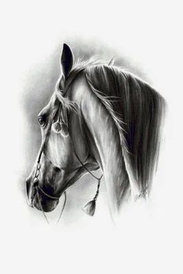 Схема вышивки «пара белых лошадей» (№772446) - Вышивка крестом
