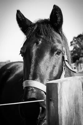 Лошадь черно белая (63 фото) - красивые фото и картинки pofoto.club
