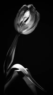 Скачать 938x1668 тюльпан, цветок, черно-белый, черный обои, картинки iphone  8/7/6s/6 for parallax