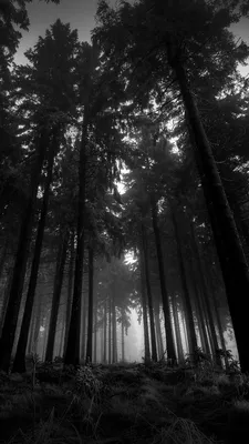 Скачать 800x1420 лес, черно-белые, снизу, деревья, мрачные, кроны, туман,  молчание обои, картинки iphone se/5s/5c/5 for parallax