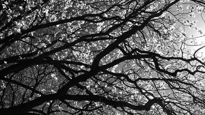 Скачать 1600x900 ветви, дерево, черно-белые обои, картинки 16:9