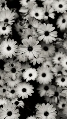 Черно белые заставки на айфон - 71 фото