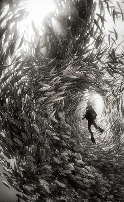Подводное царство»: духозахватные чёрно-белые фотографии жизни под водой
