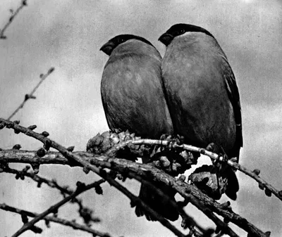 Черно белые картинки птицы