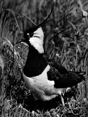Чёрно белые фотографии птиц 51-60 [1967 - - В мире крылатых]