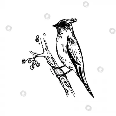 Черно белая линия рисования птицы птицы рисованной элементы PNG , птица,  Маленькие птицы, черновик PNG картинки и пнг PSD рисунок для бесплатной  загрузки