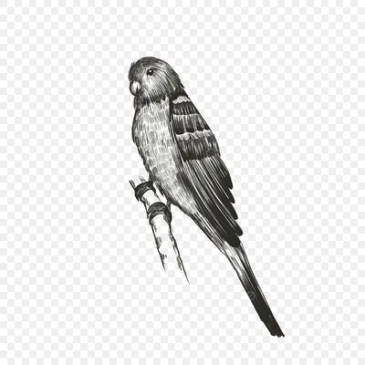 чёрно-белые картинки для распечатки винтажные птички: 8 тыс изображений  найдено в Яндекс.Картинках | Vintage bird illustration, Vintage birds, Bird  art