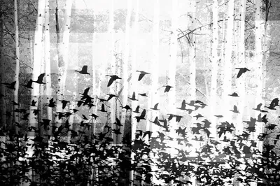 Колибри рисунок черно белый - 73 фото