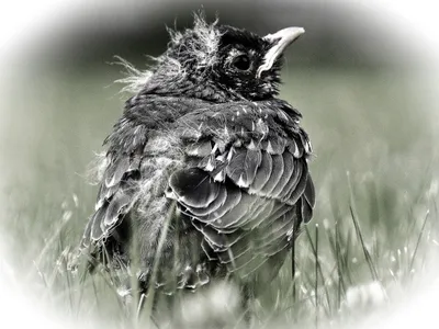 Черно белый рисунок птицы - 59 фото