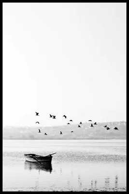 Чёрно белые фотографии птиц 1-10 [1967 - - В мире крылатых]