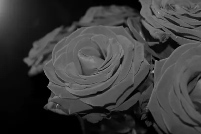 Бесплатное изображение: коробка, деревянные, сундук, романтика, розы,  марочный, черный и белый, монохромный, ретро, люди