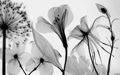 Черно белые картинки с цветами фотографии