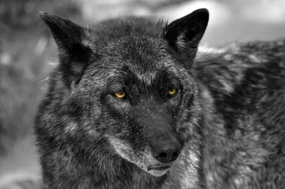 Красивые чёрно-белые фото волков | Собачий вестник | Дзен