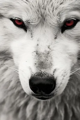Волк с красными глазами и черно-белым фоном | Премиум Фото
