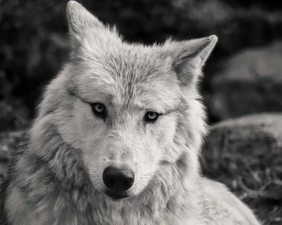Черно белый волк арт (51 лучших фото)