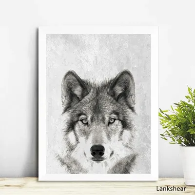Черно белый волк арт - 73 фото