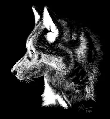 Волк черно белый рисунок - 64 фото