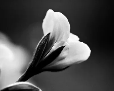 Черно белая природа - 67 фото