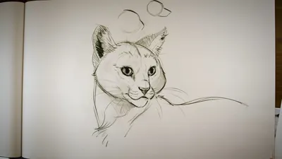 Рисунки животных карандашом для срисовки (100 картинок) 🌟